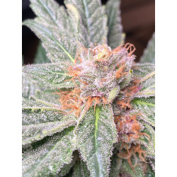 Frutopia ist eine Sativa Sorte mit köstlichem Duft