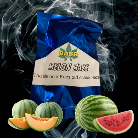 Melon Haze (15reg)