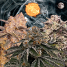 Outdoor 3er Pack