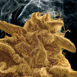 Blooberry Z is an indica variety with a flavour of blueberries and sweet candy