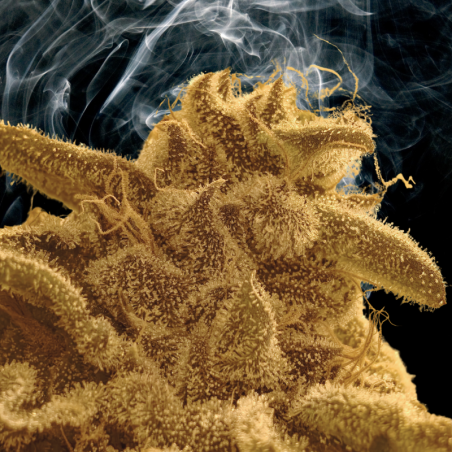 Blooberry Z is an indica variety with a flavour of blueberries and sweet candy
