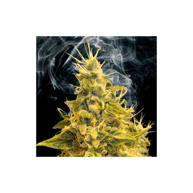 Kali Mist - The Queen of Sativas