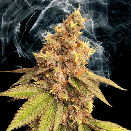 Triple chocolate chip 2.0