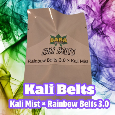 Kali Belts (15reg)