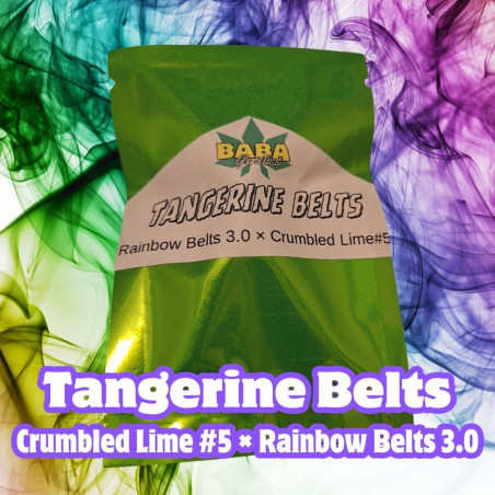 Tangerine Belts (15reg)